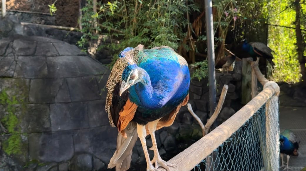 pavo r.jpeg